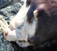 加拿大湖中現(xiàn)“生化異形” 怪物