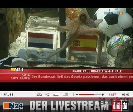 章魚帝預測西班牙勝荷蘭奪冠季軍戰(zhàn)德國勝烏拉圭