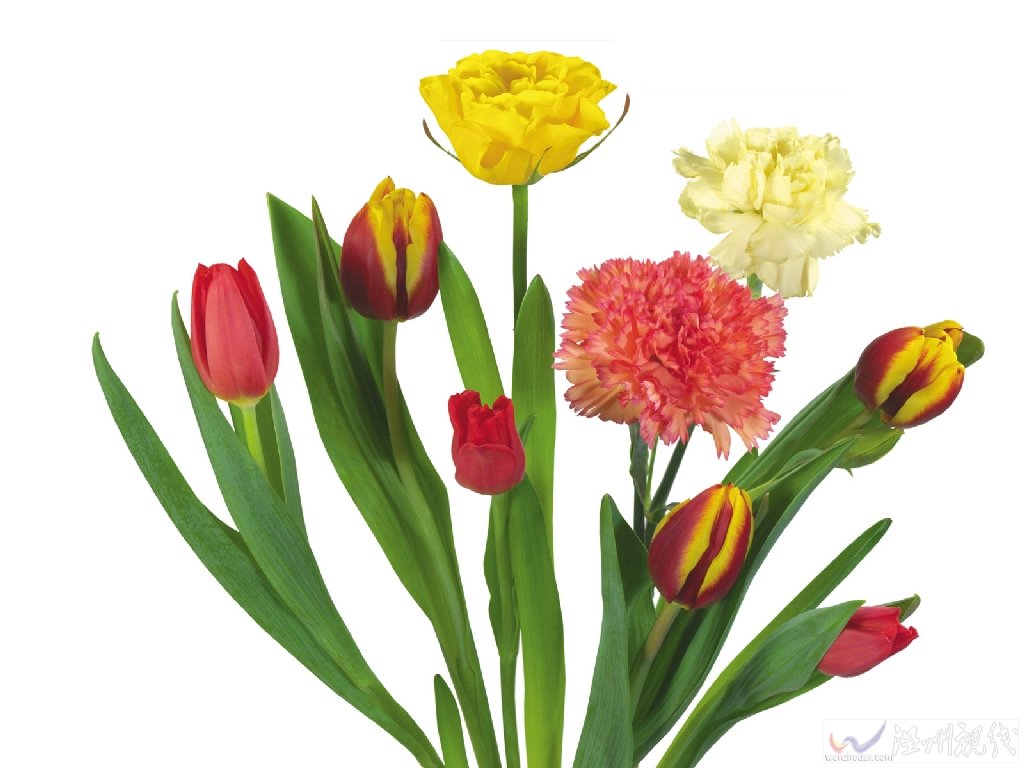 康乃馨被視為獻給母親的花