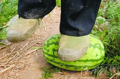 “石頭瓜”上能站160斤重壯漢。新華社