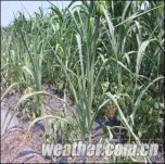 貴陽抗旱 隨時準備人工增雨