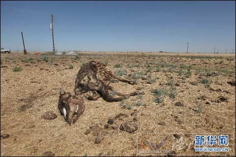 美國南方草原遭遇百年來最嚴(yán)重旱情