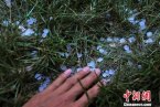 21日新疆石河子又出現冰雹襲擊 部分城區停電