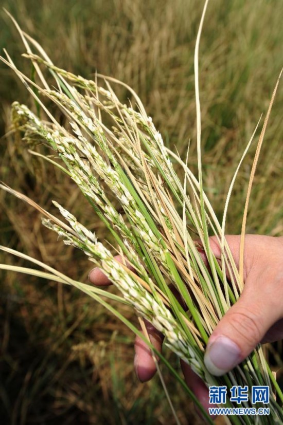 旱情嚴重的隨州市