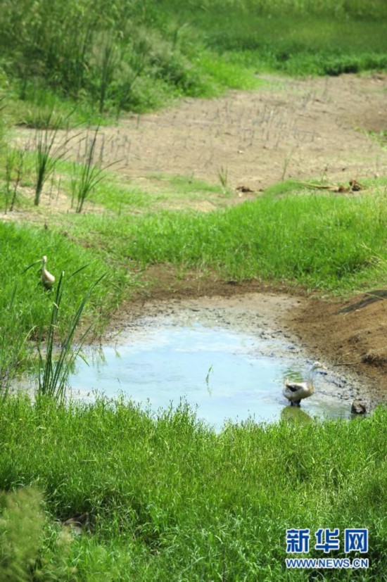 旱情嚴重的隨州市