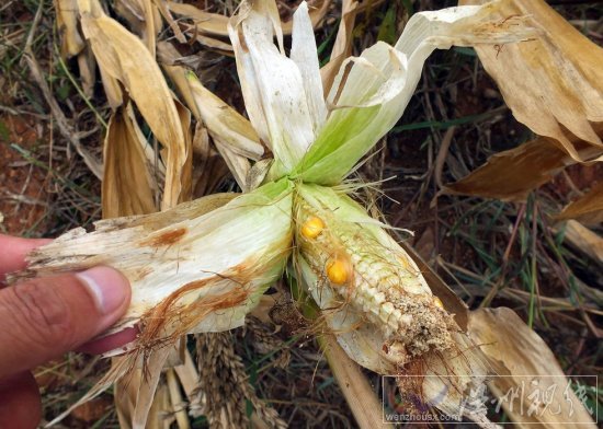 旱情嚴重的隨州市