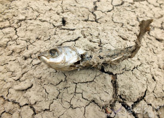 旱情嚴重的隨州市