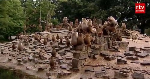 公園狒狒靜坐絕食背對(duì)游客