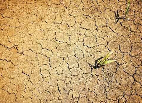 湖北持續(xù)高溫少雨旱情加劇 立秋最高溫達42.2℃