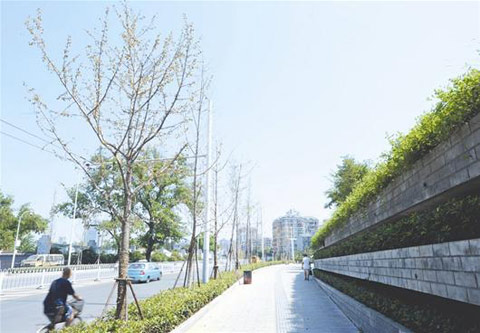 武漢連續遭遇24個高溫日 馬路旁樹葉被烤焦