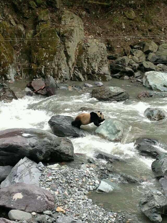 黑水河自然保護區發現野生大熊貓