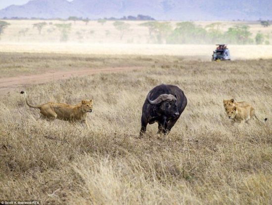動物世界獅子和水牛 11頭獅子圍攻1頭水牛