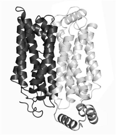 人類有望餓死癌細(xì)胞