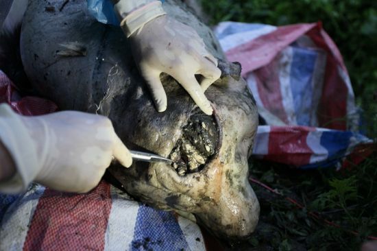 臥龍大熊貓基地發現野生大熊貓尸體