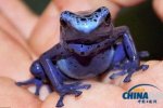 浙江截獲的是南美箭毒蛙 是否有毒還未確定