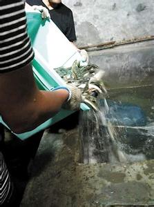 重慶農(nóng)戶(hù)挖出魚(yú)泉