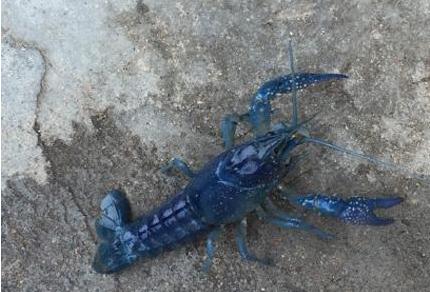湖北現藍白小龍蝦