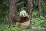 棕白色熊貓 陜西發(fā)現(xiàn)的棕白色熊貓不是第一頭