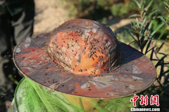 中蒙邊境蚊子肆虐