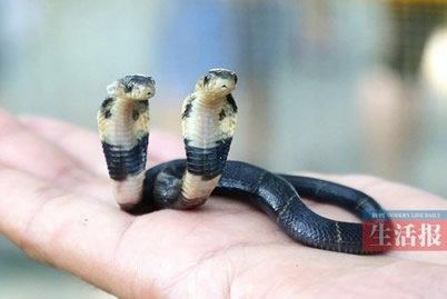 廣西養蛇人孵出雙頭蛇 這條雙頭眼鏡蛇是真的雙頭蛇