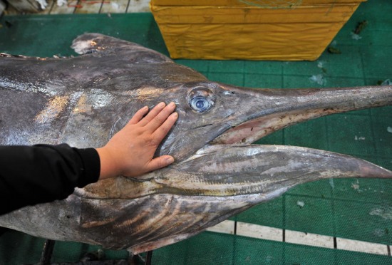 青島漁民破紀錄：捕獲619斤巨型箭魚。