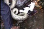 蟒蛇被砍頭燙開水 福建村民虐殺蟒蛇
