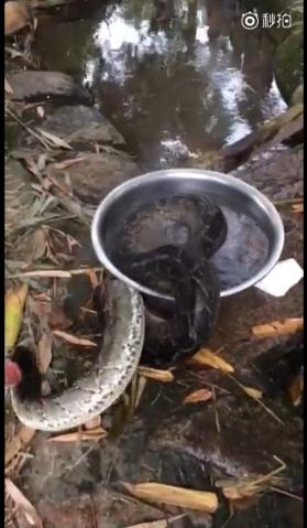 蟒蛇頭被村民砍掉