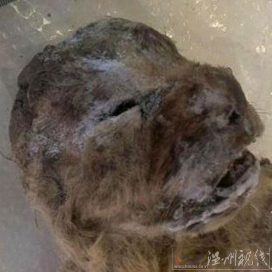 冰凍萬年獅子尸體