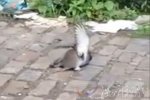 老鼠鴿子當街對決視