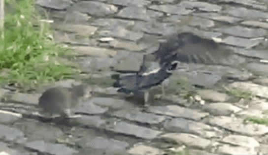 紐約老鼠當街捕殺鴿子