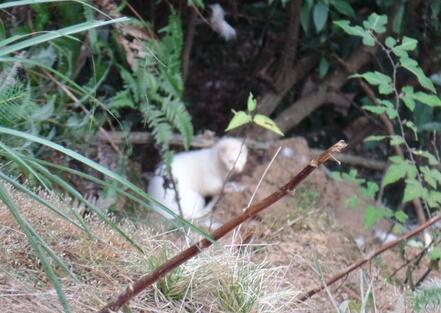 上千動物被放生