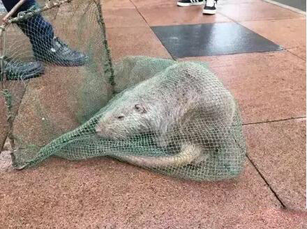 溫醫(yī)大巨鼠