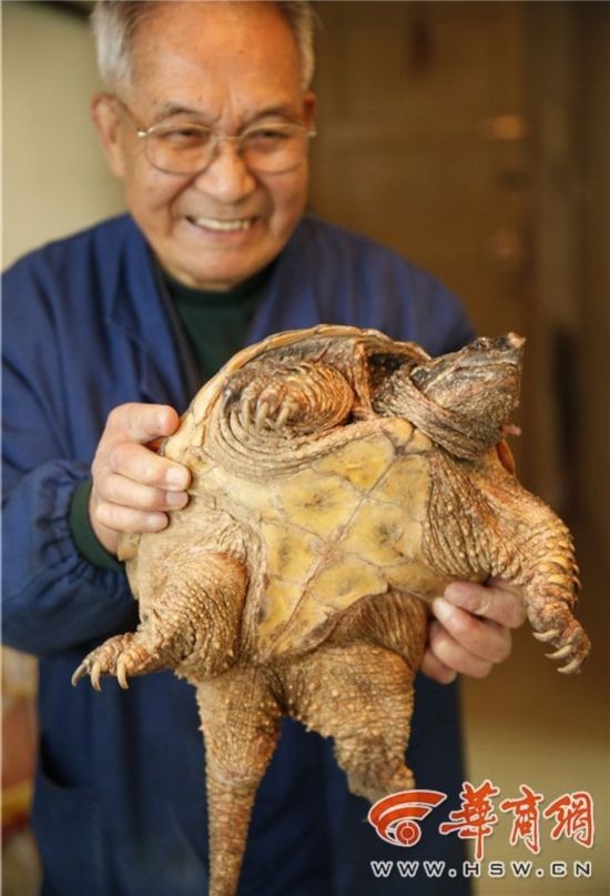 買龍龜竟是鱷魚龜