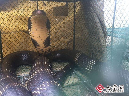 2.4米蛇占屋為王