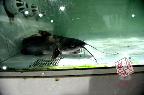 武漢現(xiàn)雙嘴怪魚