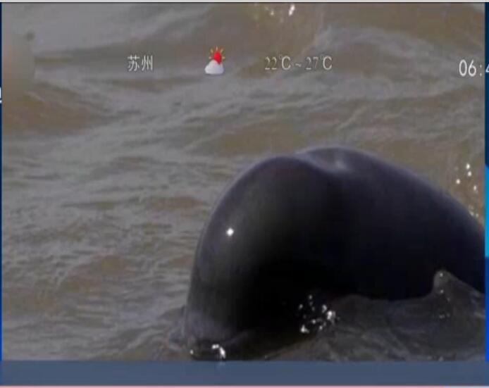 10月4日，由民間志愿者組成的考察隊報告，在長江安徽蕪湖段發現疑似&ldquo;長江女神&rdquo;白鱀豚