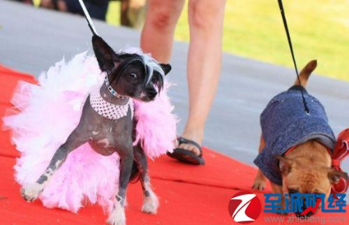 大陸寵物經濟崛起