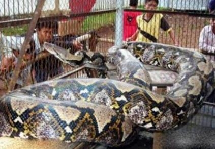 東漢古墓挖出巨蟒