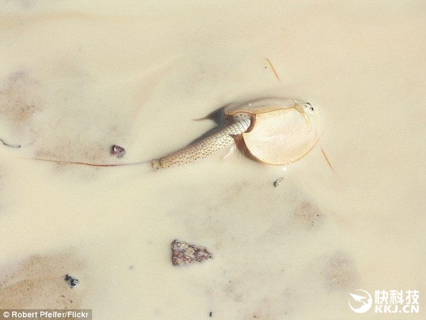 澳洲現(xiàn)史前動(dòng)物盾蝦