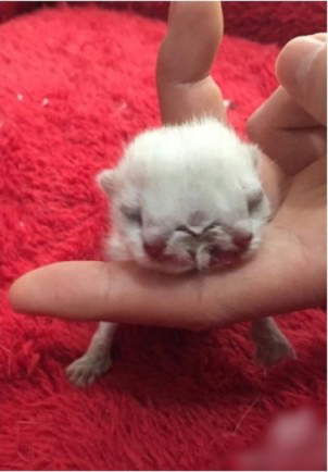 沈陽現雙頭三眼貓