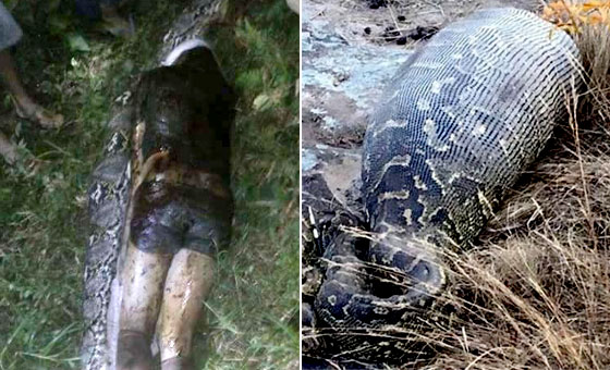 巨蟒肚內驚見好友