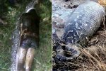 巨蟒肚內(nèi)驚見好友尸體 印尼男子遭巨蟒吞食