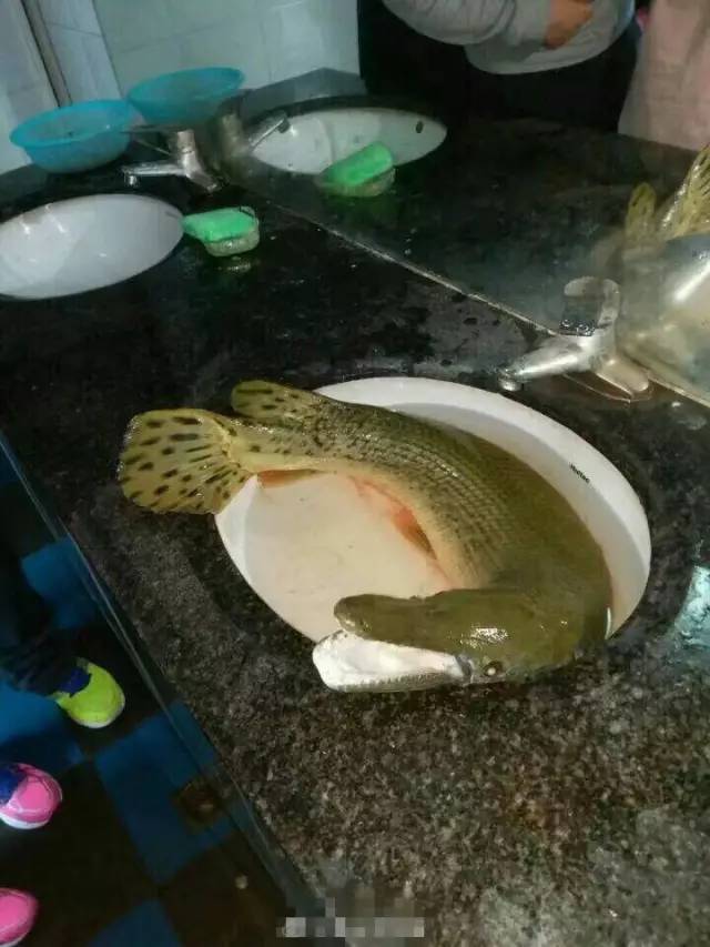 網曝高校釣起怪魚