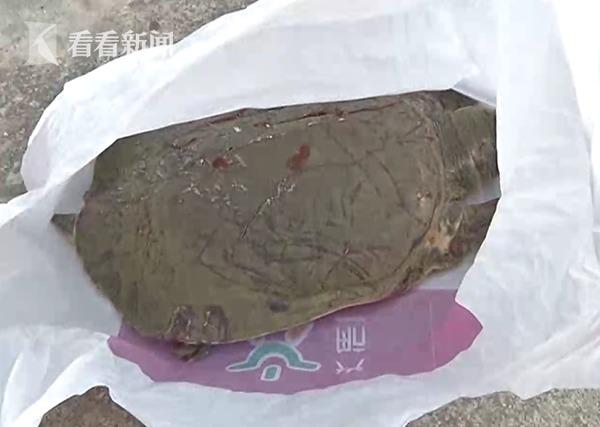 甲魚跳下26樓砸車