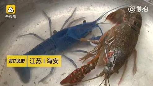 江蘇現藍色小龍蝦