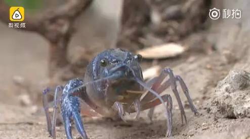 江蘇現藍色小龍蝦