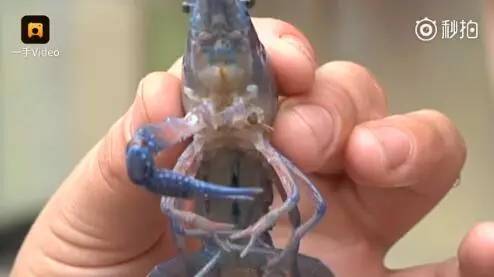 江蘇現藍色小龍蝦