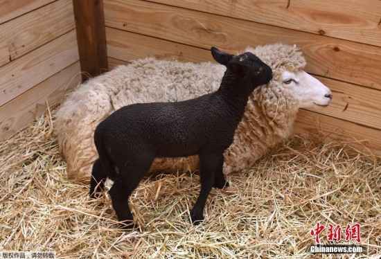 白羊誕下純黑小羊
