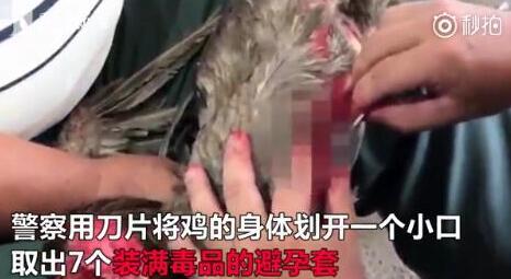 毒販被判給雞道歉