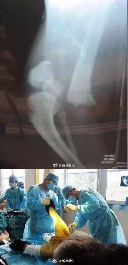 大熊貓被脫褲子